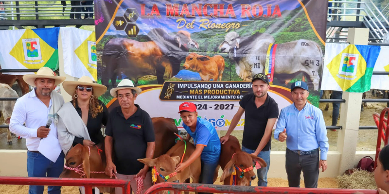 Cundinamarca invirtió $100 millones en mejoramiento genético bovino que ya deja 130 terneros nacidos en Villagómez
