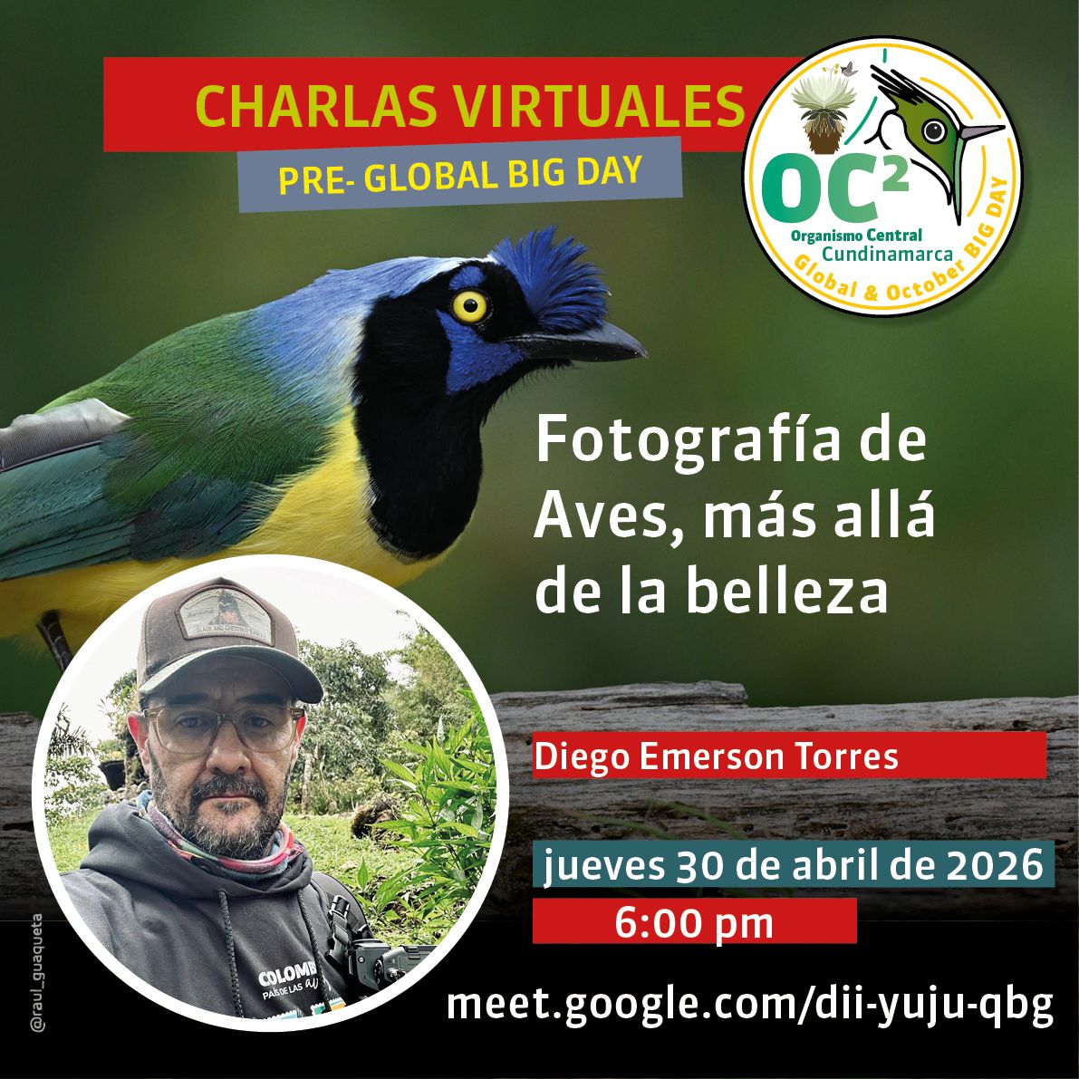 Fotografía de aves, más allá de la belleza